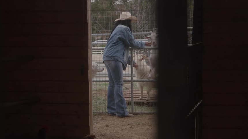 A woman feeding goats