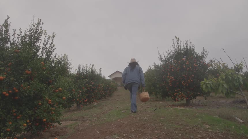 Woman with a hat walking through the orchard carrying a basket