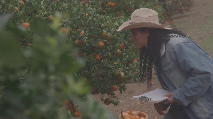 A woman inspects some crops