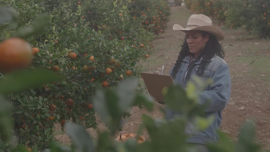 The farmer writes on a clipboard while looking at the orange grove