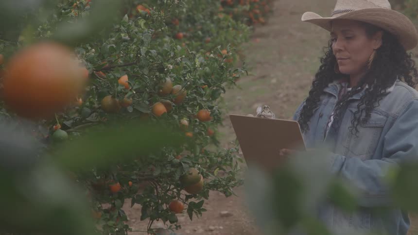Woman with clipboard inspects orange plantation