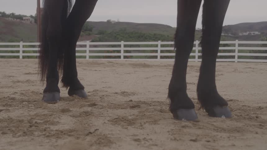 A dark colored horse is on the ranch
