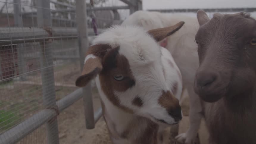 Some goats and a dog in a paddock