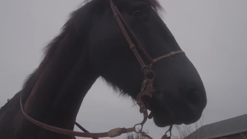 A close up of a horses head