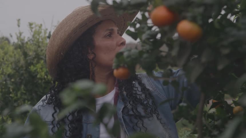 Close up of a female gardener tending to a fruit tree in an outdoor garden during daytime