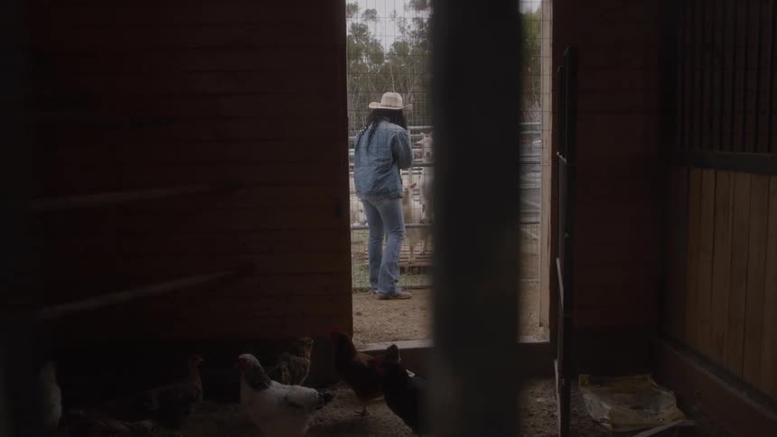 A person feeding goats