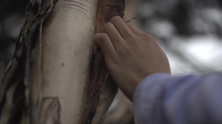 A person checks the exposed bark on a tree
