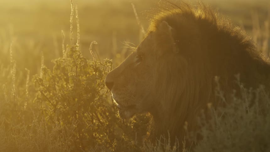 A lion basking in the sun