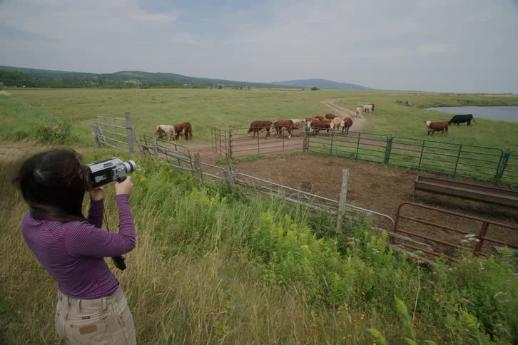 A woman holds a camera and films cows inside a fenced field with water and mountains in the background