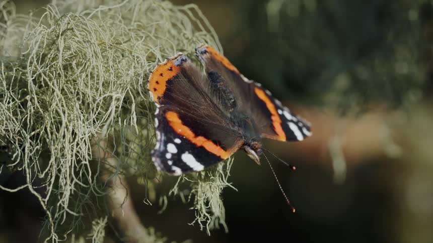 A butterfly on lichen takes flight