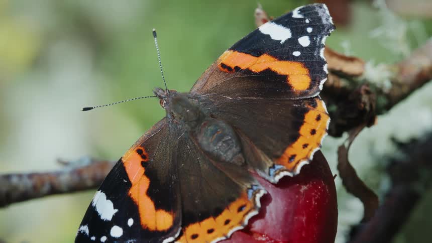 Closeup of a butterfly resting on an apple in daylight