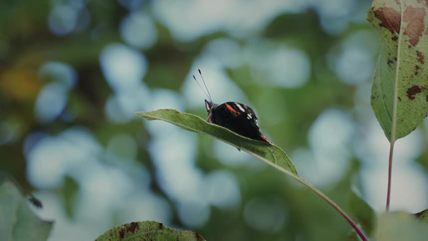 A butterfly sits on a leaf