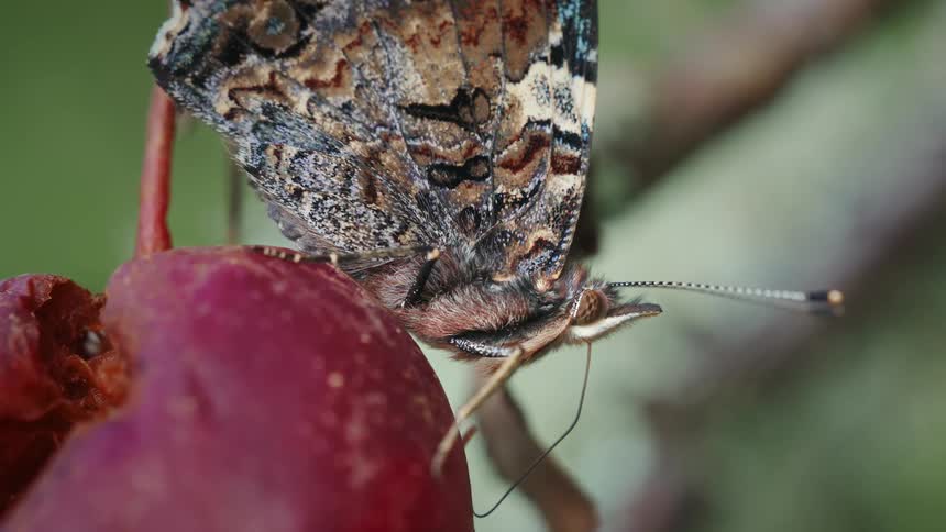 A butterfly eating from a fruit