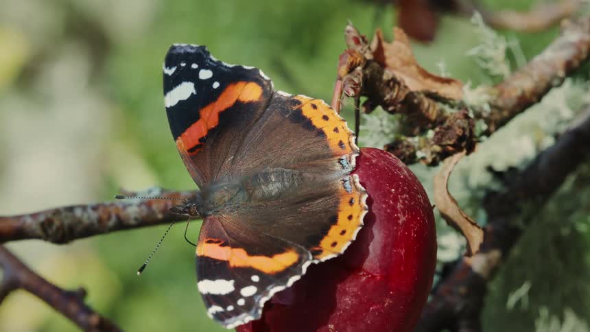 A butterfly on an apple fruit