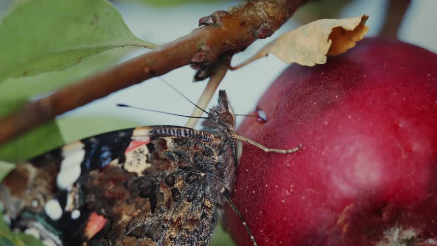 A butterfly on an apple in a tree feeding with proboscis