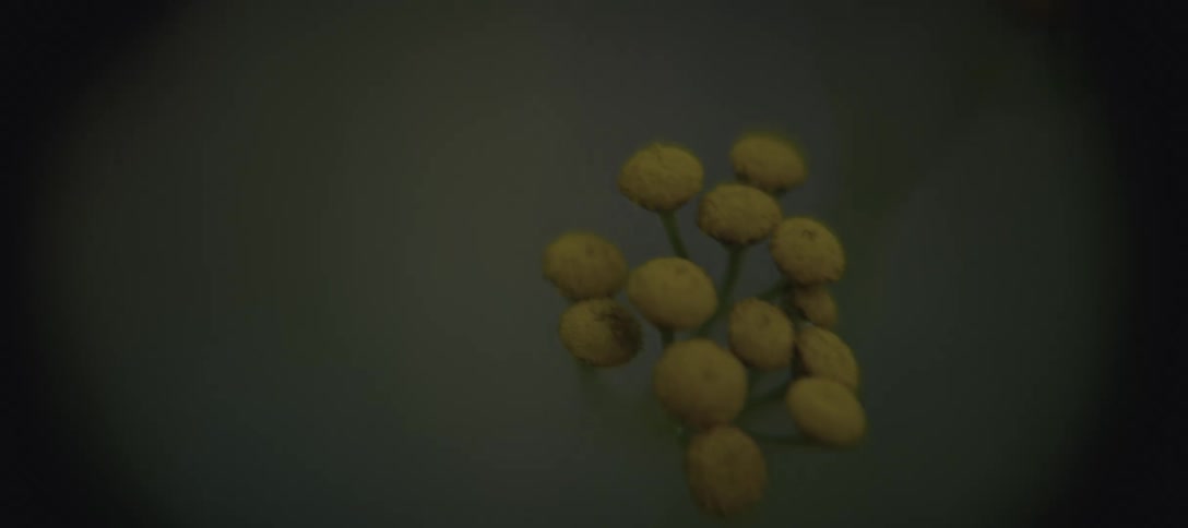 A series of berries clustered along a branch of a plant