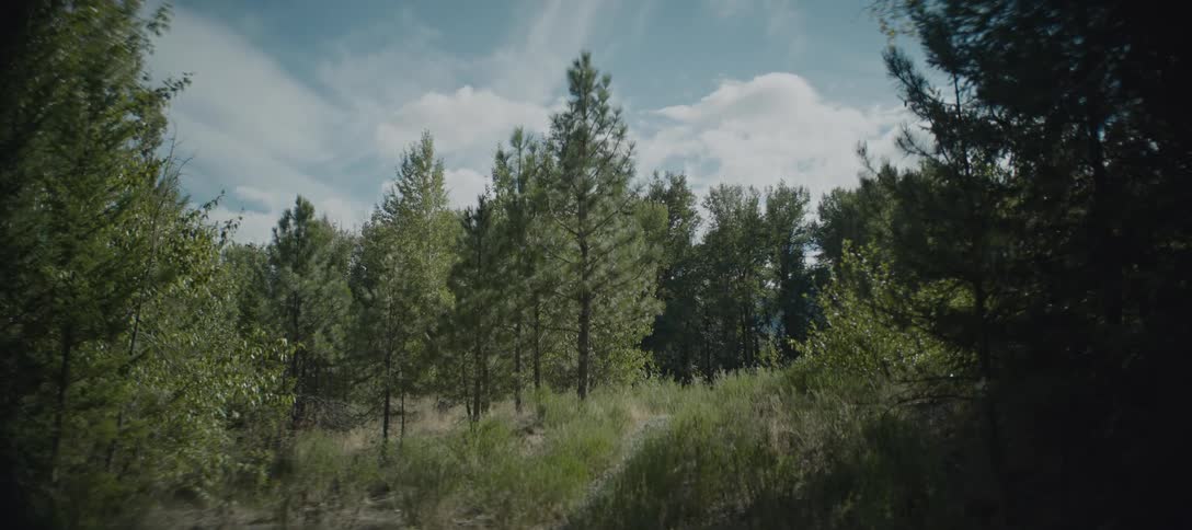 A grassy forest path surrounded by green trees under the sky