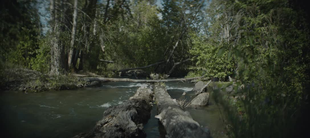A stream flows through a lush forest with several fallen logs lying across the water the logs create a natural barrier and the sun shines on the water