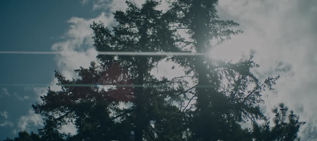 A tall tree stands against a bright sunlit sky