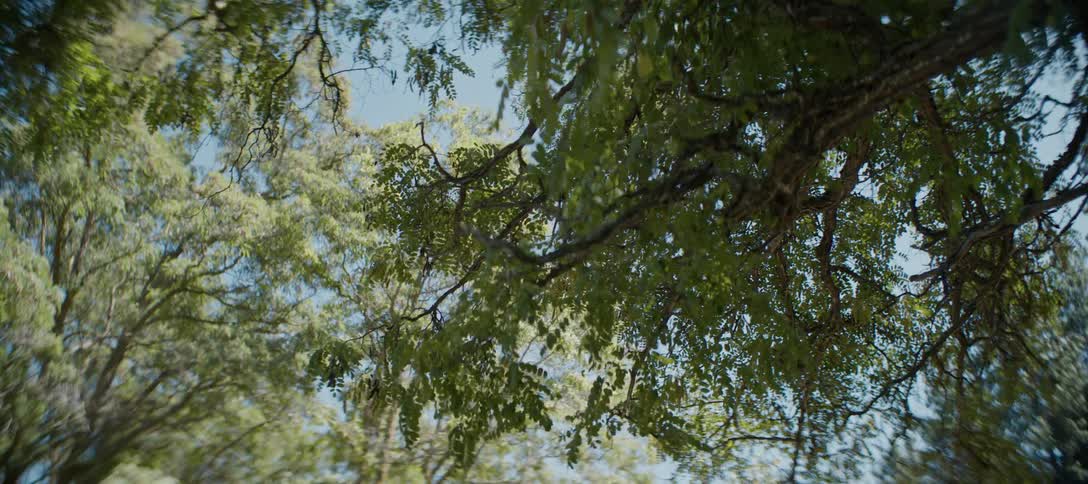 Tree branches with green leaves against a clear blue sky
