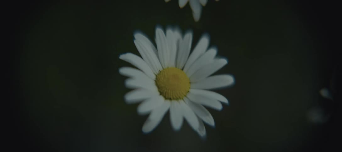 White daisies swaying in the wing at night