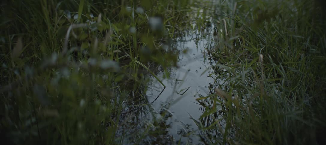 The tadpoles swim around he grass in the swamp