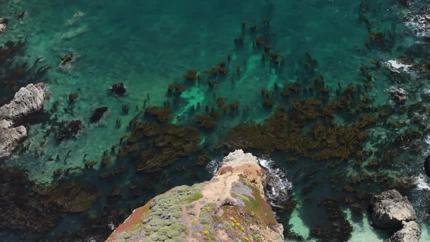 An aerial view of the ocean shows clear turquoise water the water is so clear that large patches of brown seaweed are visible floating below the surface