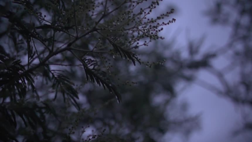 Tree branches waving in a windy sky