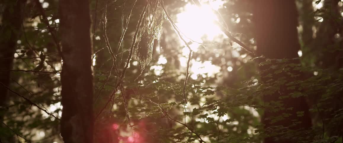The sun shines through trees