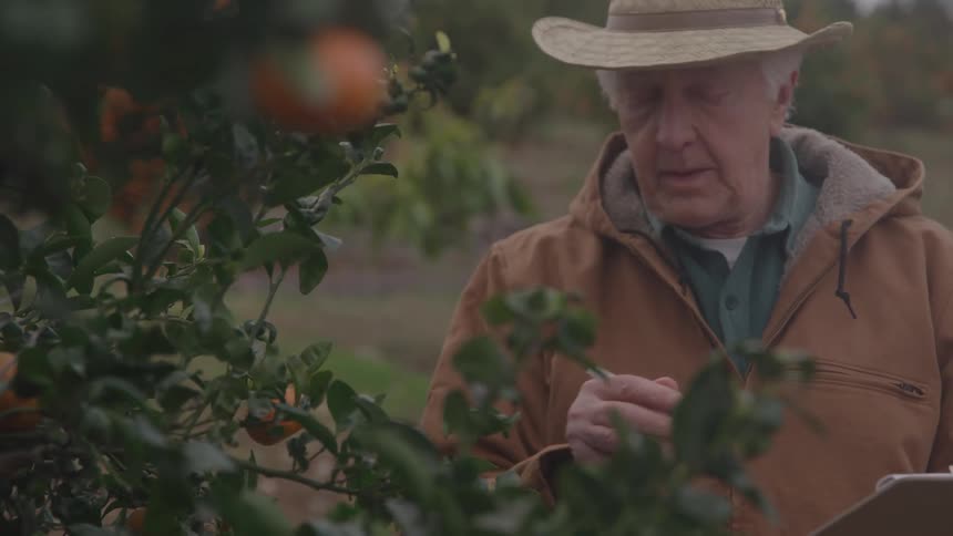 A man inspects his crops