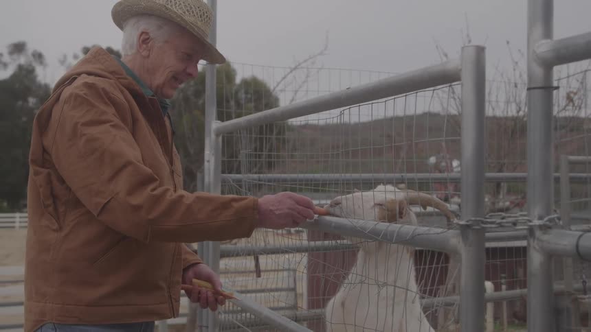 Man wearing a straw hat feeding a goat with carrots through the fence