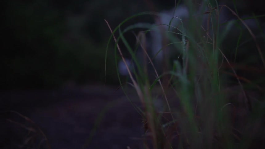 View of some long grass with moisture on top as a person walks in the distance