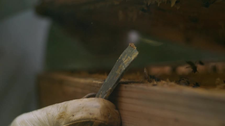 The beekeeper opens the bee hive box