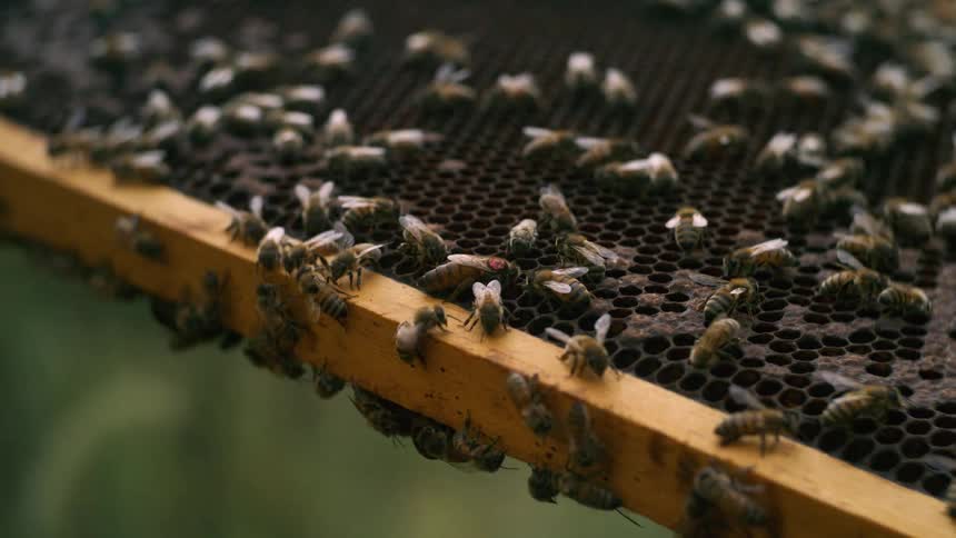 The bees are crawling and attending to a much larger bee near the center of the frames wooden top edge which is likely the queen bee