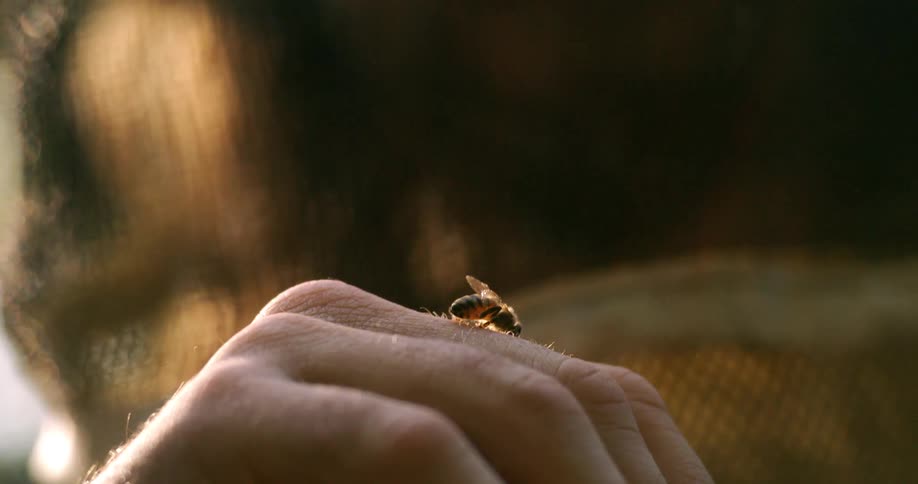 The bee is crawling on the mans hand