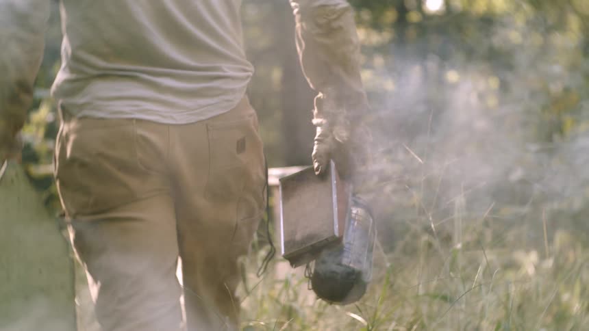 Beekeeper walking through vegetation holding a smoker surrounded by smoke