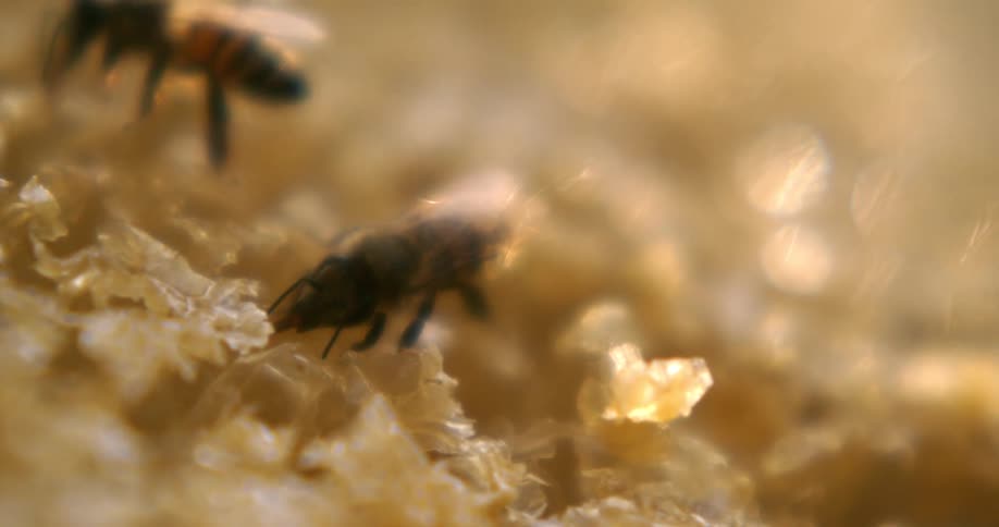 Some bees and their nectar