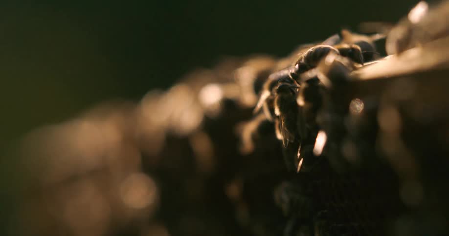 Bees clustered together working on a hive under soft light
