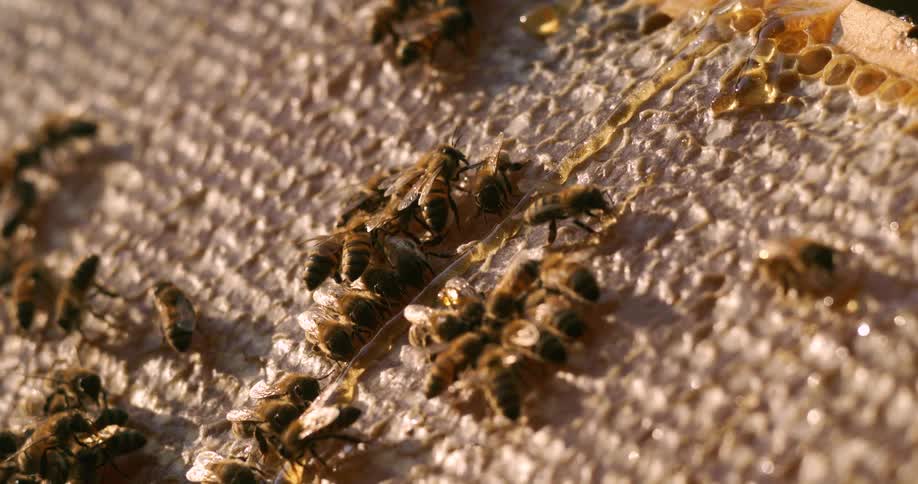 Bees making a honeycomb