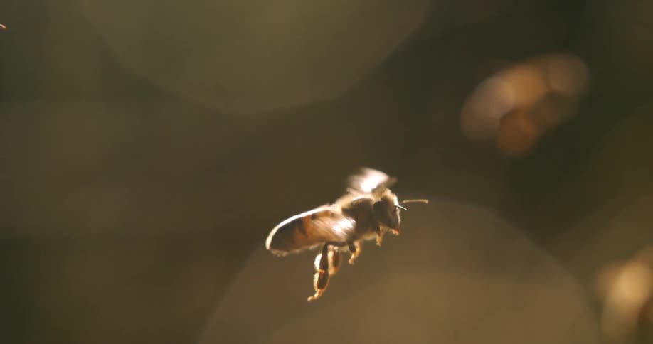 Several bees flying about