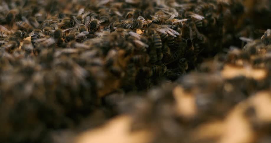 A multitude of bees covers a wooden surface and crawls over one another