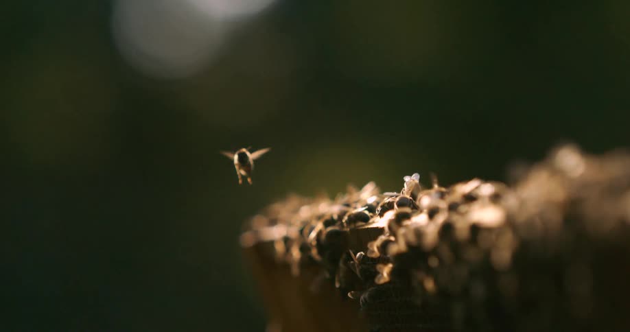 A bee separates from the swarm