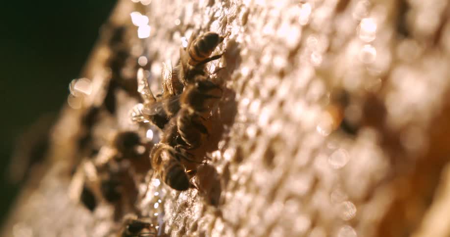 Honey bees eating honey from a honey comb
