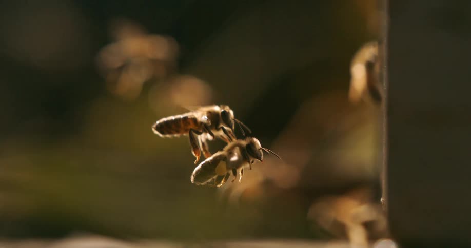 Several bees swarm about