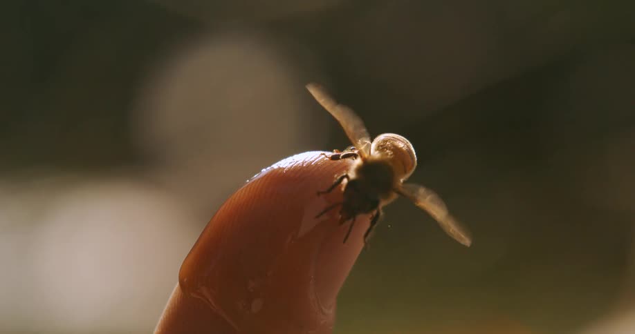 A bee on a finger tip