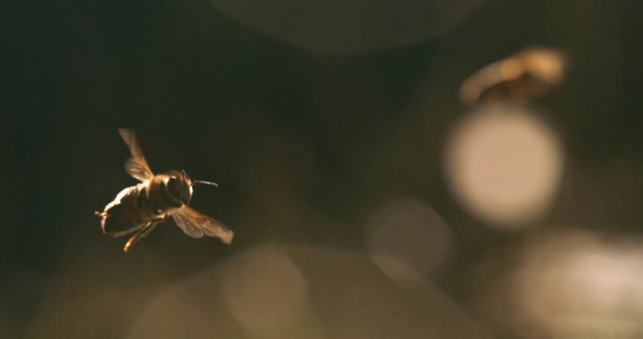 Several bees fly about