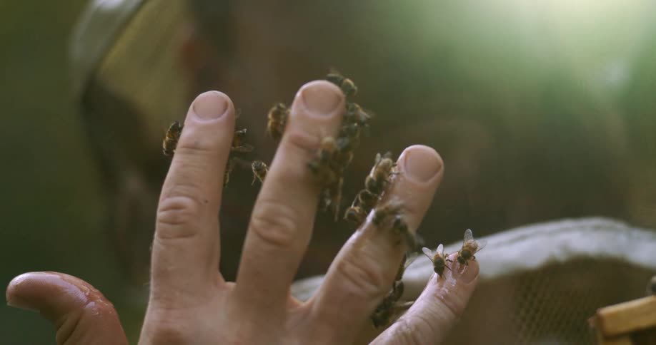 Bees are covering the beekeepers hand
