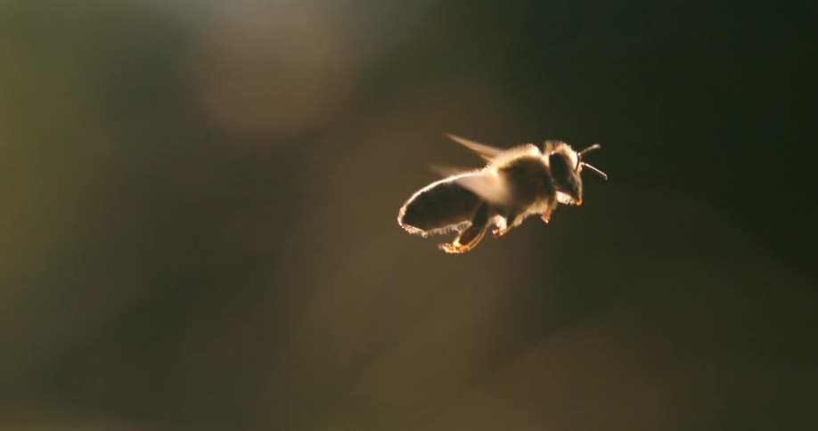 A bee floats down