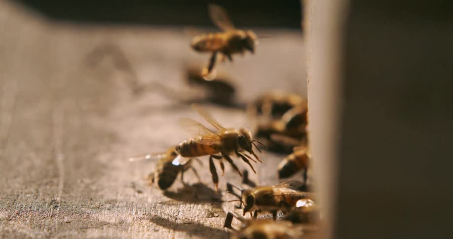 Several bees land on a surface