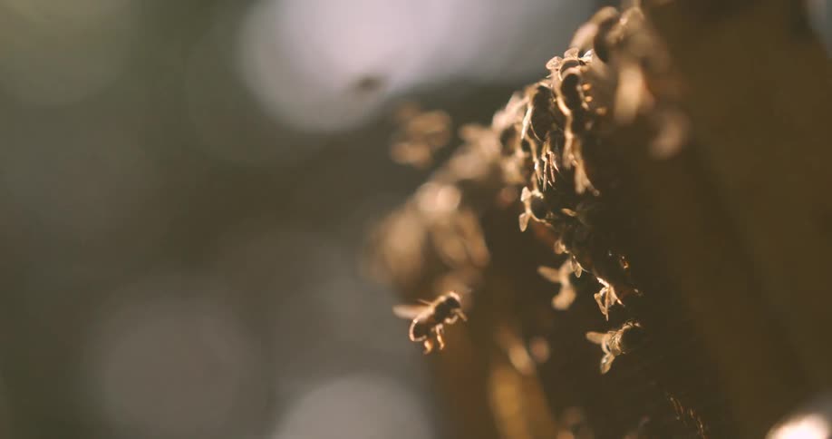 Many bees climb on some wood